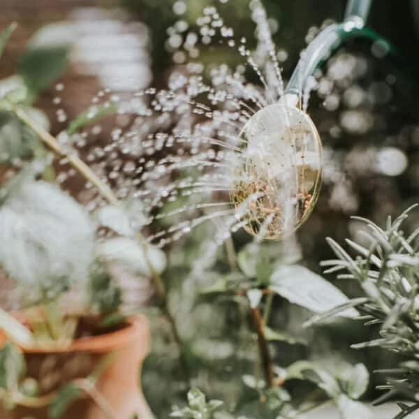 Rowley Ripple Green Watering Can 6 Rowley Ripple Green Watering Can - Image 4