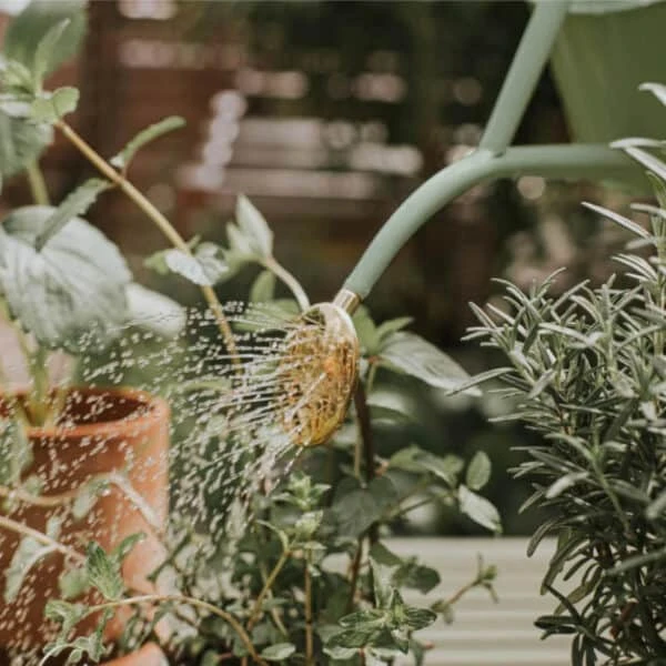 Rowley Ripple Sage Watering Can 6 Rowley Ripple Sage Watering Can - Image 4