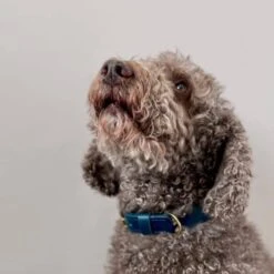 Peacock Blue Leather Dog Collar 7 Peacock Blue Leather Dog Collar -Home And Daily Necessities Store dog wearing a handmade leather dog collar 600x600 2