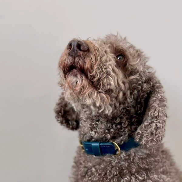 Raven Black Leather Dog Collar 6 Raven Black Leather Dog Collar - Image 4