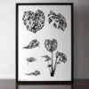 Monstera Botanical Limited Edition Print -Home And Daily Necessities Store ruth emma fox botanical 1 © all rights reserved 600x600 1